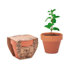MINT POT – Terracotta pot mint seeds – Wood