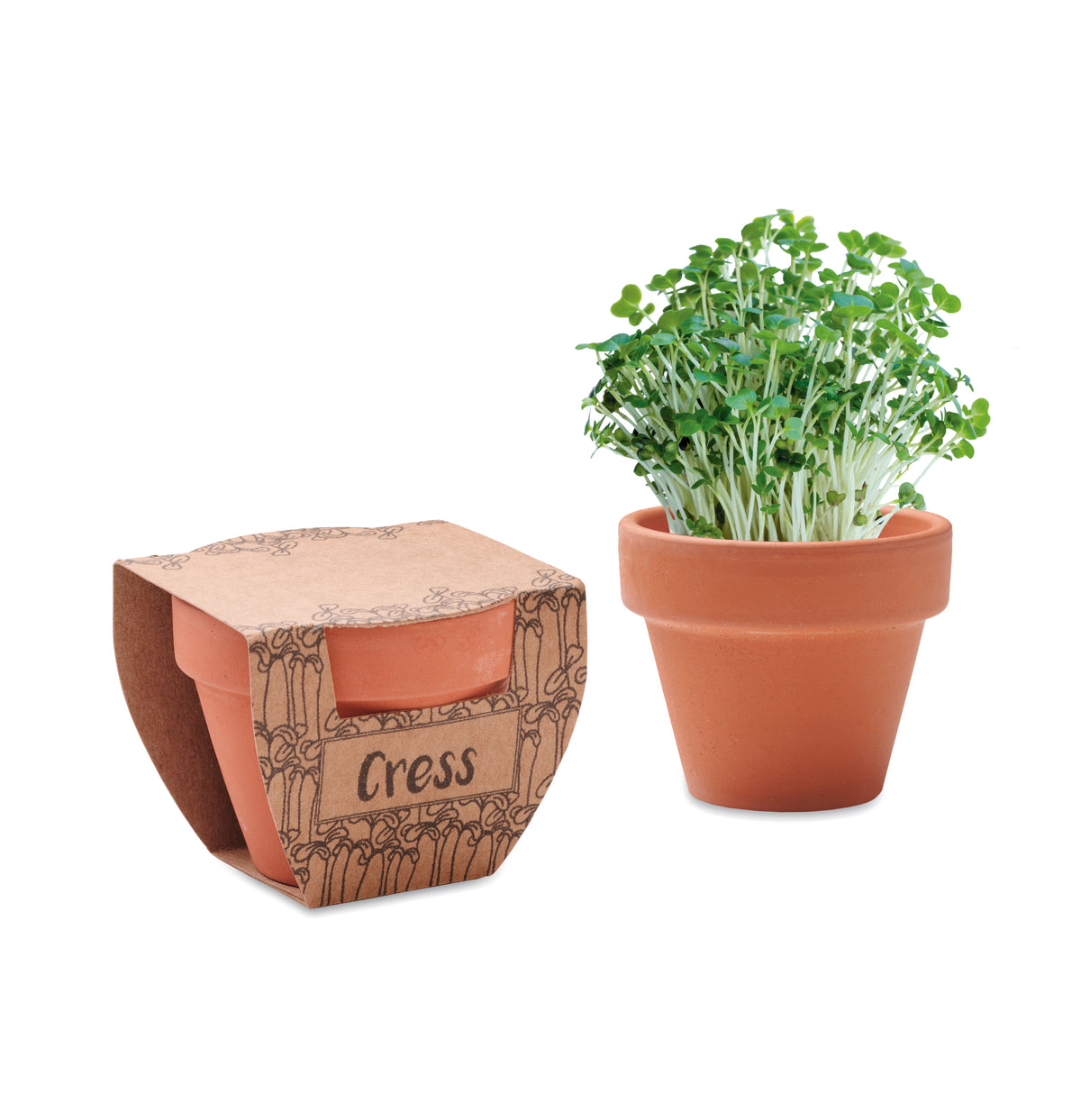 CRESS POT – Terracotta pot cress seeds – Wood