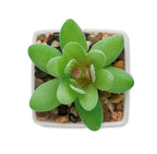 ARTIGRAP – Mini artificial plant – item picture side