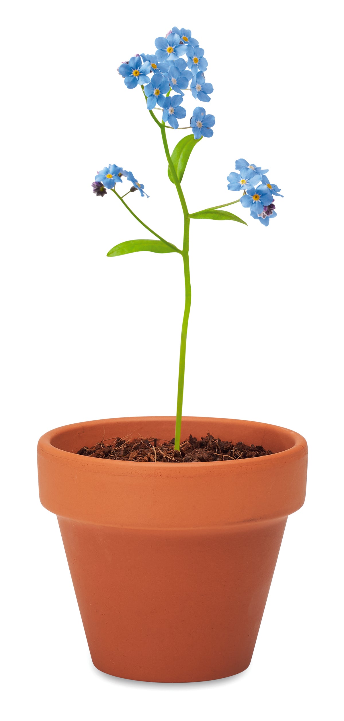 FORGET ME NOT – Terracotta pot 'forget me not' – item detail picture