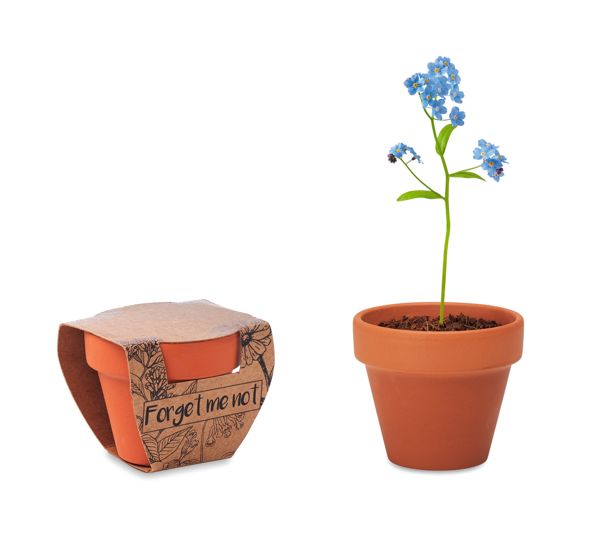 FORGET ME NOT – Terracotta pot 'forget me not' – Wood