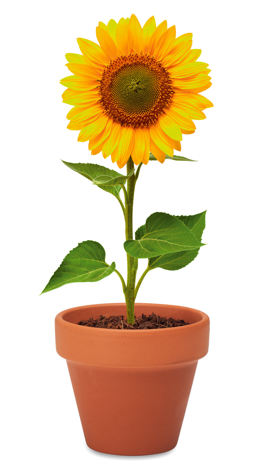 SUNFLOWER – Terracotta pot 'sunflower' – item detail picture