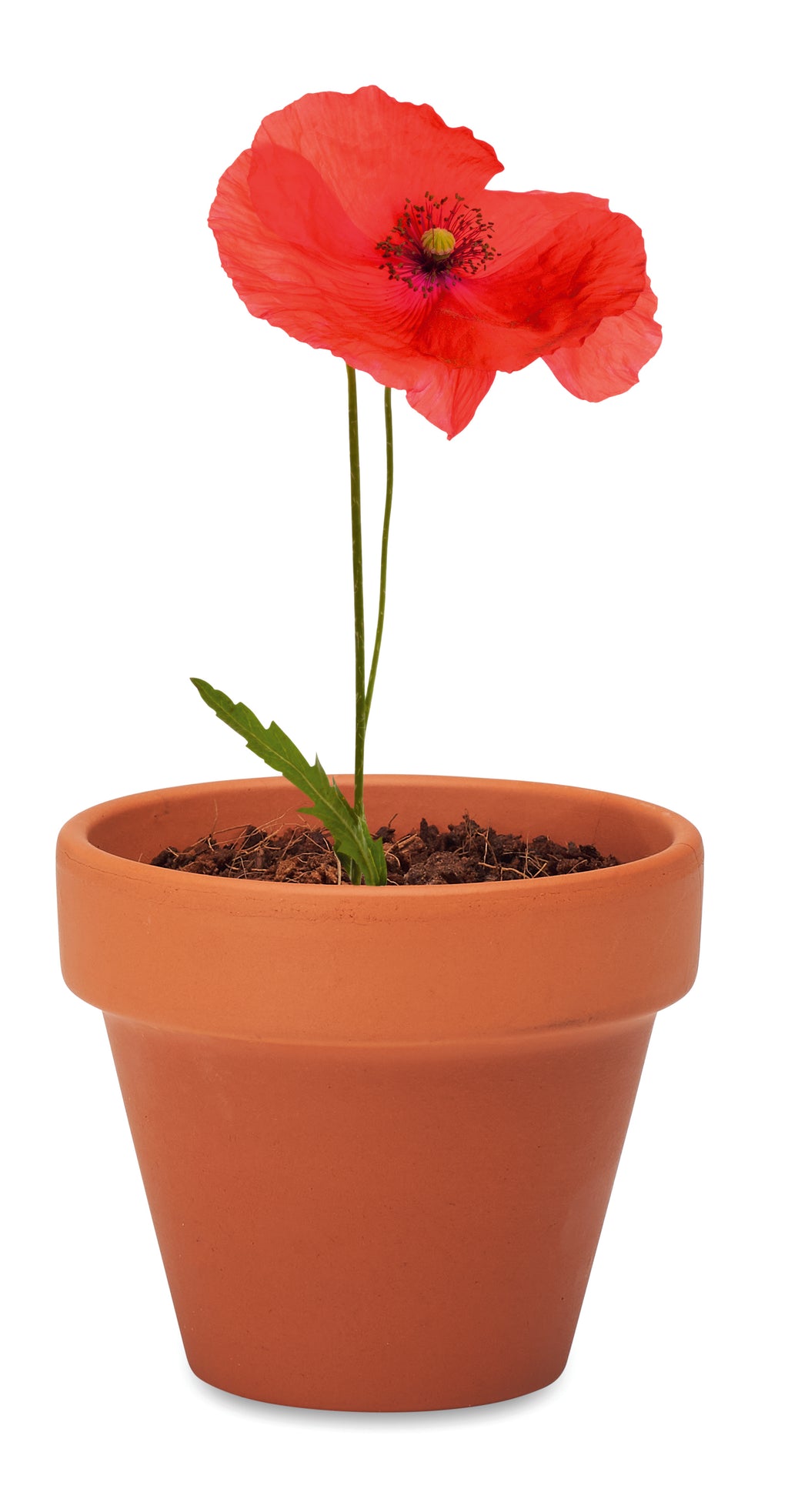 RED POPPY – Terracotta pot 'poppy' – item detail picture