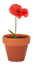 RED POPPY – Terracotta pot 'poppy' – item detail picture