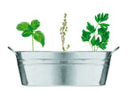 MIX SEEDS – Zinc tub with 3 herbs seeds – item picture back