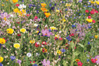 SEEDLOPE – Flowers mix seeds in envelope – item picture top