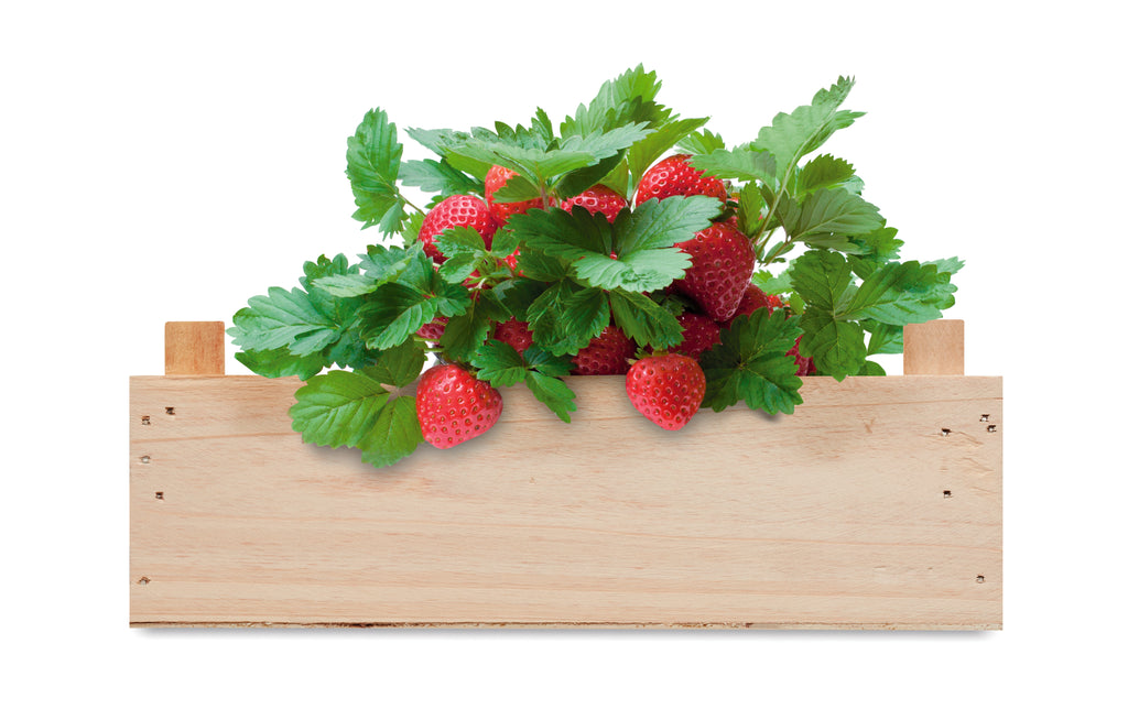 STRAWBERRY – Strawberry kit in wooden crate – item picture top