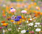 ASIDI – A4 wildflower seed paper sheet – item ambiant picture