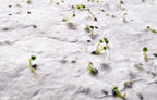 ASIDE – A5 wildflower seed paper sheet – item ambiant picture