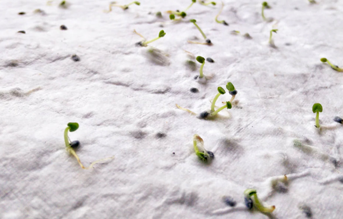 ASIDE – A5 wildflower seed paper sheet – item ambiant picture
