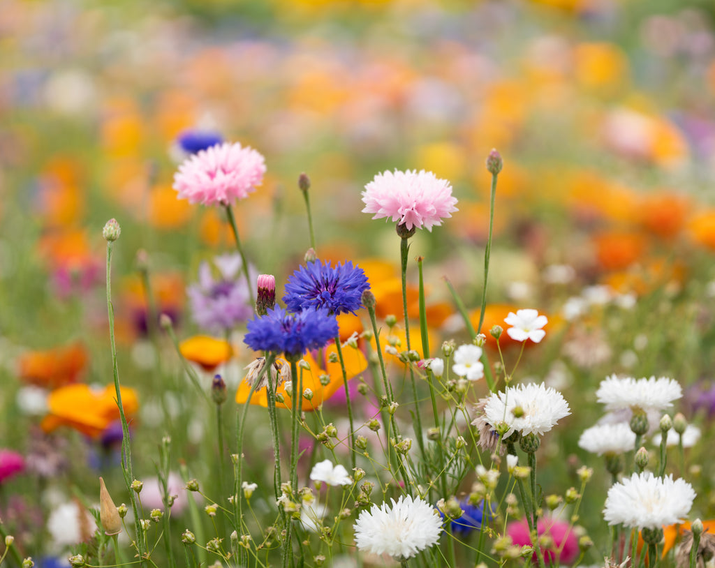 ASIDO – A6 wildflower seed paper sheet – item picture top