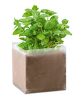 BASIL – Compost with seeds "BASIL" – Beige