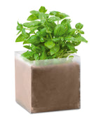 BASIL – Compost with seeds "BASIL" – Beige