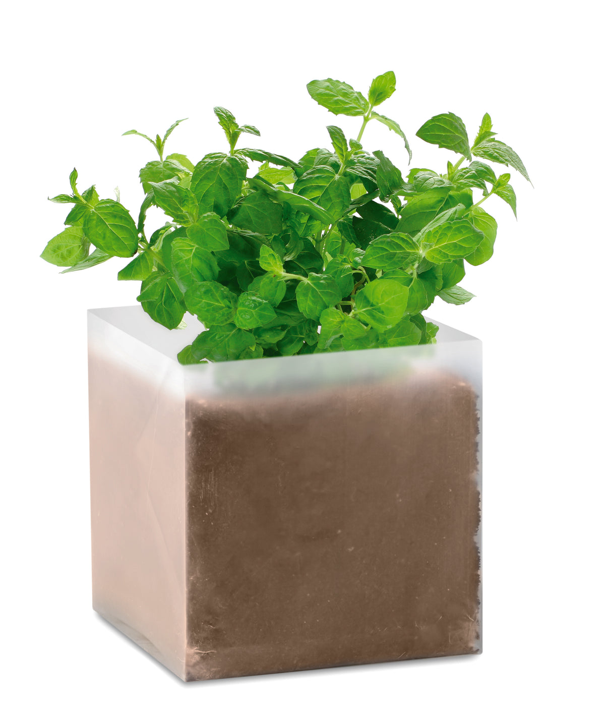 MINT – Compost with seeds "MINT" – Beige
